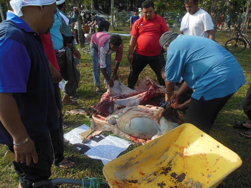 qurban3